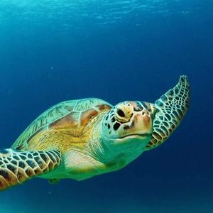 Meet your Posher, Adam